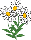 daisies