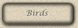 birds, ducks, geese and more