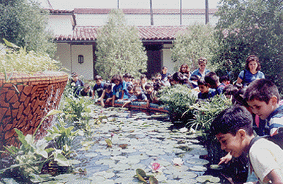 looking in the lily pond