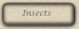 butterlies, bees and other insects (coming soon