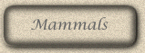 Manmals of many kinds (coming soon)