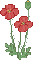 red poppy