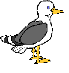 seagull