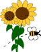 sunflower and bee